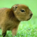 capybarad avatar