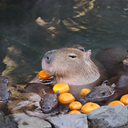 capybaramemes avatar