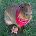 capybarasthatlooklikerafaelnadal avatar