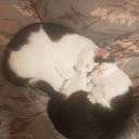 capybaratherapy avatar