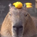 capybaraunderyourbed avatar