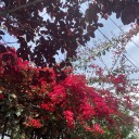 caracolaplastado avatar