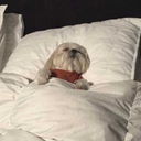 caramelapricot avatar