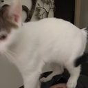 caramelcookiepanda10 avatar