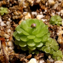 carboardconnoisseur avatar