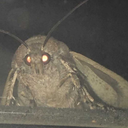 carbonatedmoth avatar