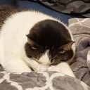 carbonbasedsentient avatar