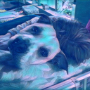 card-bored-castle avatar