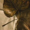 cardamomelikes avatar