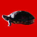 cardinallomelisprostate avatar