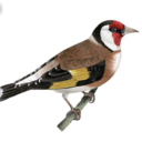 cardueliscarduelis avatar