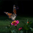 carebearshade avatar