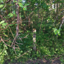 careful-rabbit avatar