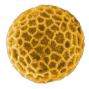 carelesskinks avatar