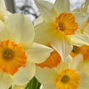 carey-beary-much avatar