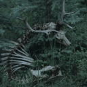 caribou-carcass avatar