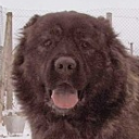 cariboucarcass avatar