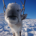 caribougutsoup avatar