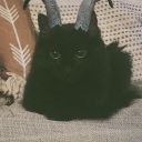 caringforyourdemoncat avatar