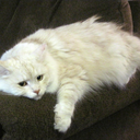 carlalunacullen avatar