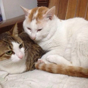 carlamodercai avatar