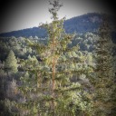 carles-marques avatar