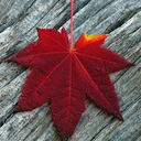 carlinhosele-blog avatar