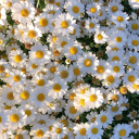 carlosg--meneses avatar