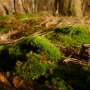 carlosisscience avatar