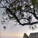 carltonnetwork avatar