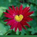 carmelinmysoul avatar