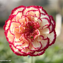 carmineescapist avatar