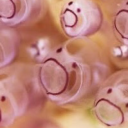 carminegoescrazy avatar