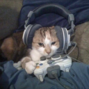 carnagethetoadsage avatar