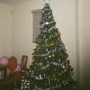 carnationsinmyhands avatar