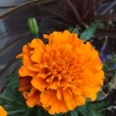 carneliancorax avatar