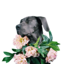 carnivalspirit avatar