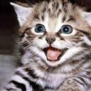 carnivalthrills avatar