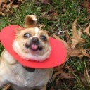 carnivorous-bees avatar