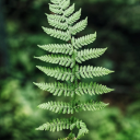 carnivorous-coniferous avatar