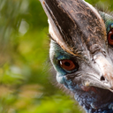 carnivorouscassowary avatar
