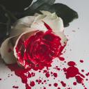 carnivorousguilt avatar