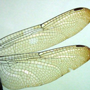 carnivorousroses avatar