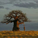 carolinafrica avatar