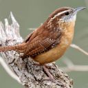 carolinawrenn avatar