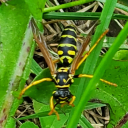 caroline-apologist avatar