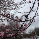 carolineb1920 avatar