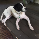 carolinexpizza avatar