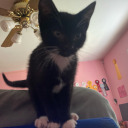 caroofthecorn avatar