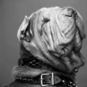 carpesharpei avatar